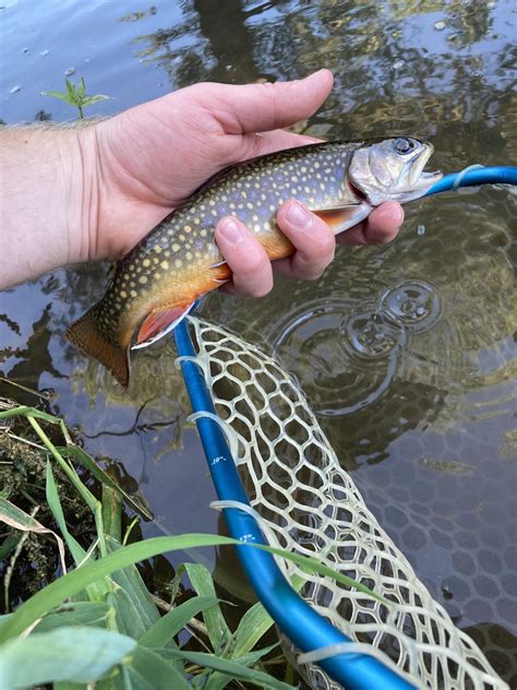 Driftless angler - The Driftless Angler provides sound advice to expert anglers and to hacks like me as well. Like all good fishing shops, their patience and friendliness makes this a …
